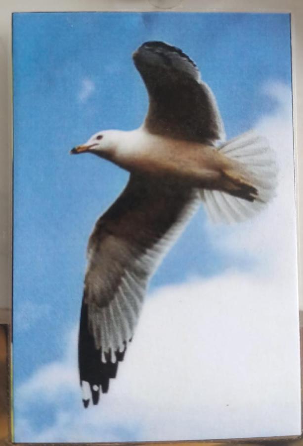 شقة Gaviota بلايا ديل كارمن المظهر الخارجي الصورة